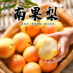 南國梨香飄千里 鞍山特產(chǎn)的新鮮饋贈