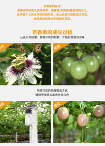 精準扶貧，果香情濃 現(xiàn)摘現(xiàn)發(fā)百香果，5斤裝新鮮直送到家